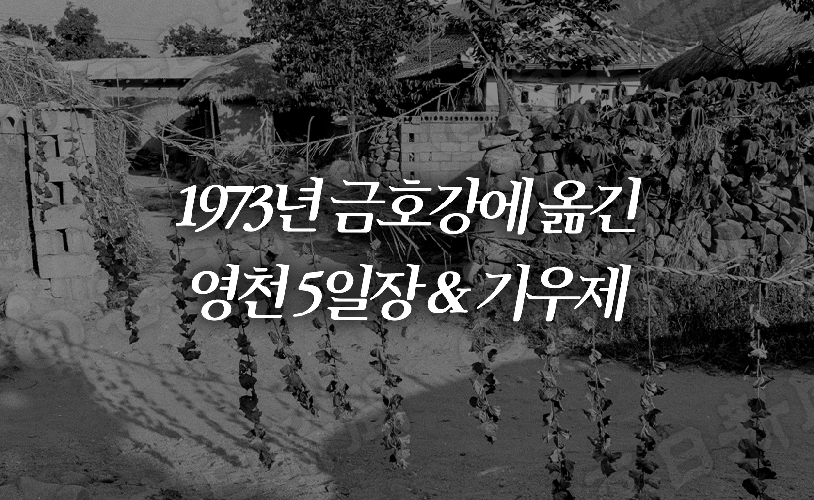 1973년 금호강에 옮긴 영천5일장과 기우제 (2024.08.02.)