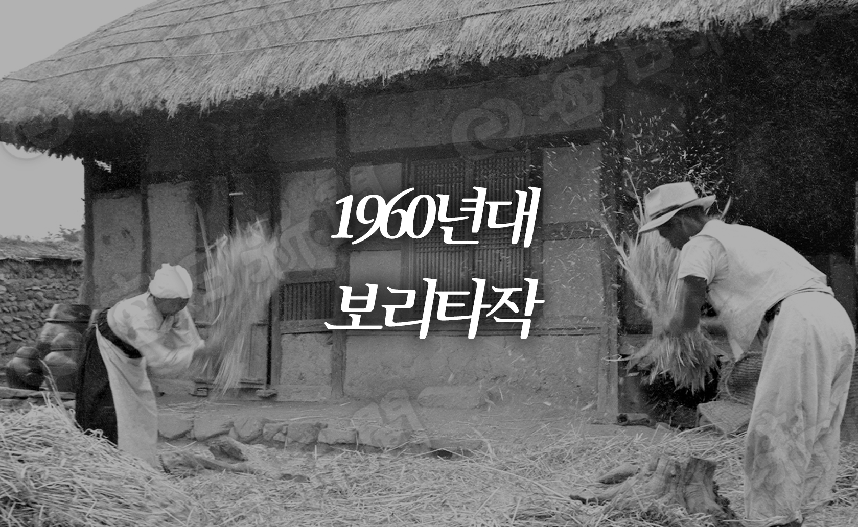 1960년대 보리타작 (2025.06.20.)