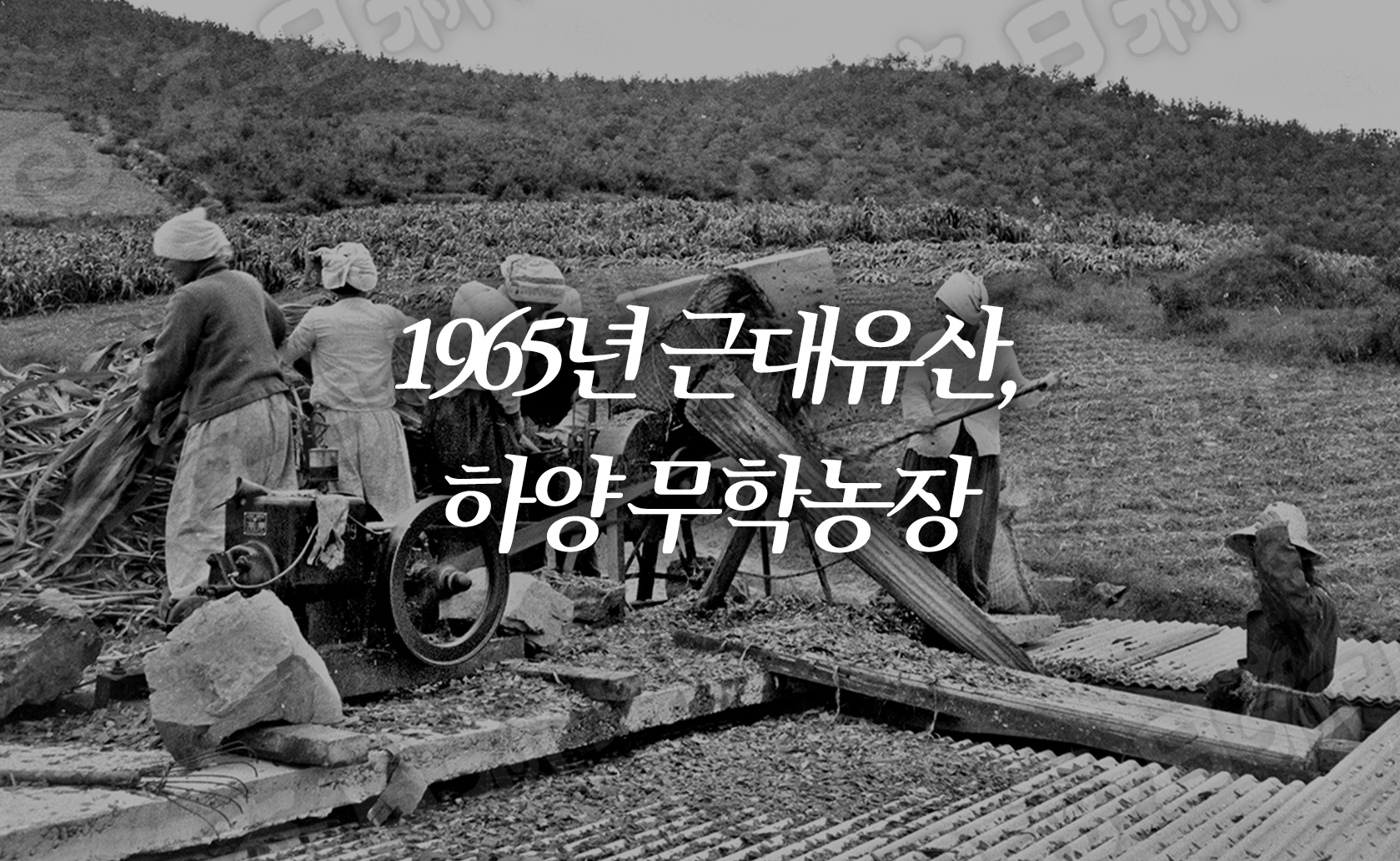 1965년 근대유산, 하양 무학농장 (2025.09.26.)