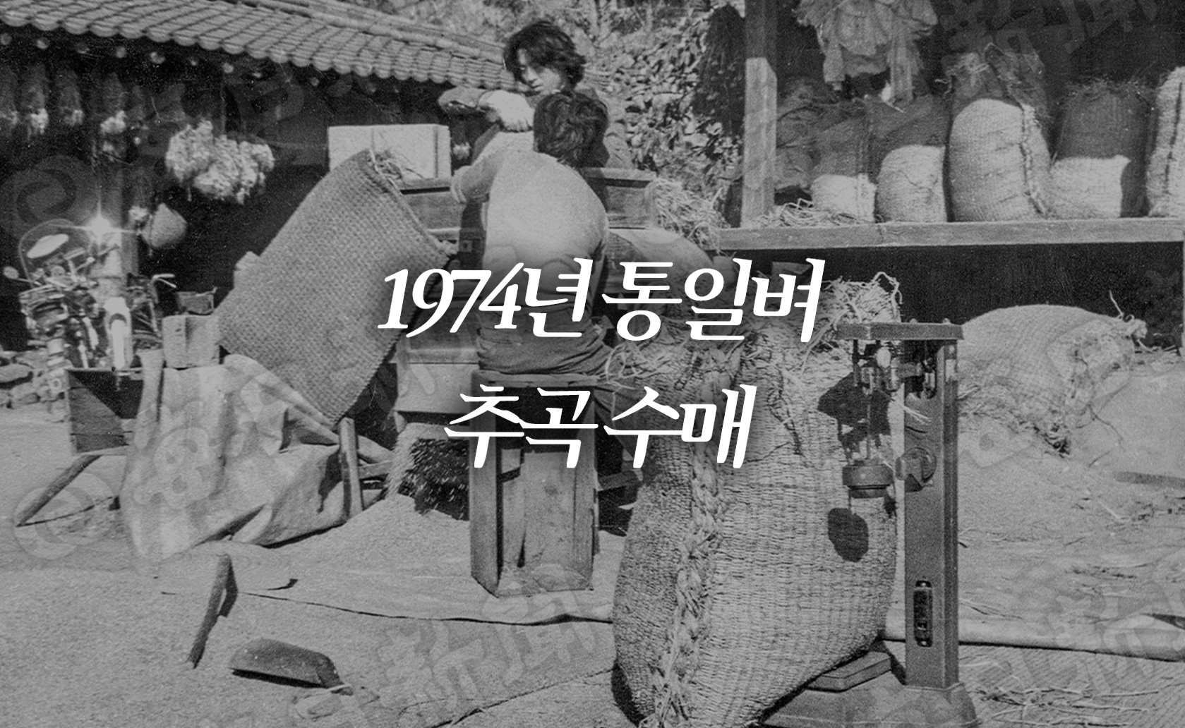 1974년 통일벼 추곡 수매 (2025.11.07.)